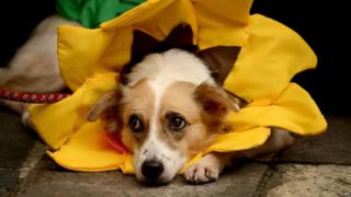 A dog dressed as a sunflower rests on the ground
