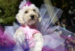 A dog in costume participates in the 23rd Annual Tompkins Square Halloween Dog Parade on October 26, 2013 in New York City. Thousands of spectators gather in Tompkins Square Park to watch hundreds of masquerading dogs in the countrys largest Halloween Dog Parade