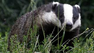 A badger