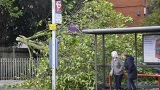 Waiting for a bus next to a fallen tree in Brentford, west London.