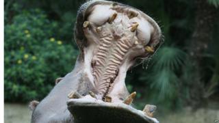 Hippo mouth