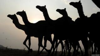 Camels silhouetted