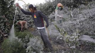 Workers spray plants clean