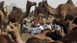Camels