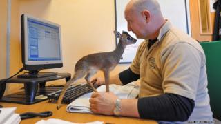 A tiny Kirk’s dik-dik antelope