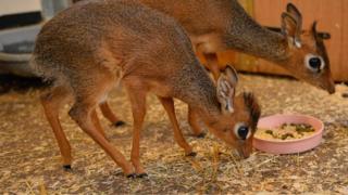 A tiny Kirk’s dik-dik antelope