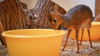 A tiny Kirk’s dik-dik antelope