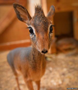 A tiny Kirk’s dik-dik antelope