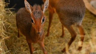 A tiny Kirk’s dik-dik antelope