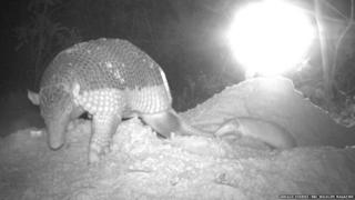 giant armadillo and baby