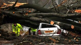 A car crushed by a tree