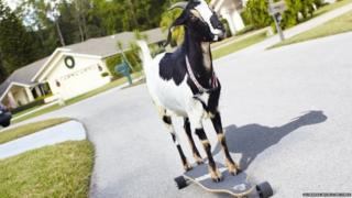 A skateboarding goat