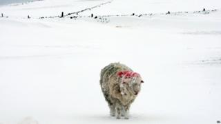 Frozen sheep