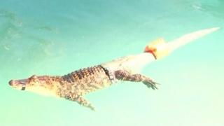 Alligator with a fake tail