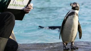 Penguin