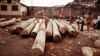 Men in shorts working with the logs
