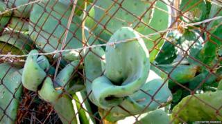 An overgrown cactus against a fence.