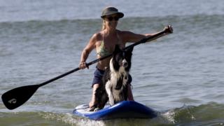 Ozzy the dog on a paddleboard