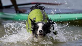 Selva the dog