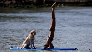 Dog and woman doing yoga on a paddleboard