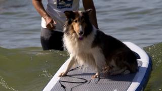 Lily the dog on a paddleboard