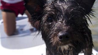 Jack the dog on a paddleboard