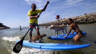 Dogs and their owners on paddleboards