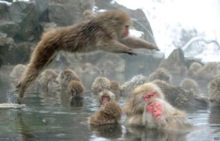 Japanese macaque monkeys