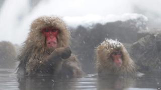 Japanese macaque monkeys