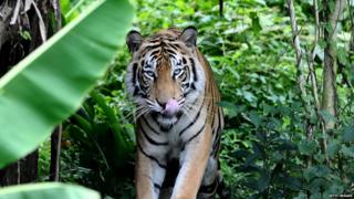 Mulan the Bengal tiger