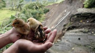 Chicks rescued after landslides hit a village in the southern Philippine island.