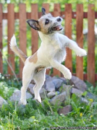 A dog leaping in the air