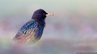 A photo of a starling.