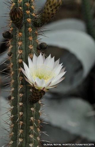 A cactus in bloom
