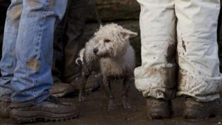 Dog at Tough Guy event