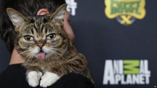 Cat at Puppy Bowl