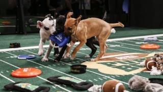 Dogs at Puppy Bowl