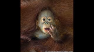 A baby Orang-utan peeking out from his mother's embrace.