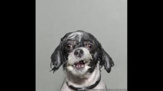 Wet dog