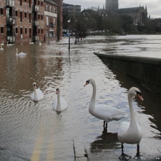 Swans swim through floodwater around the river Severn in Worcester,