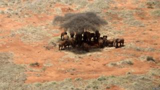 Elephant herd under tree