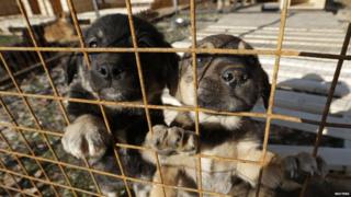 Dogs look on through a fence at a private dog shelter in Baranovka near Sochi