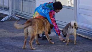 A volunteer feeds some stray dogs