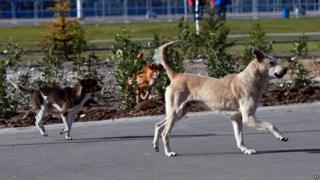 Stray dogs around the Olympic Park in Sochi, Russia