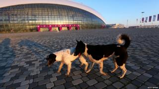 Stray dogs walk in front of the Bolshoy Ice Dome