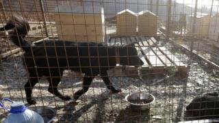 Dogs gather at a private dog shelter in Baranovka