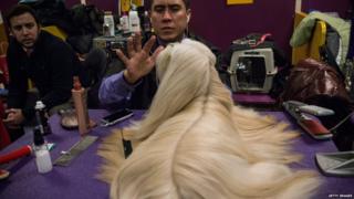 Westminster Dog Show