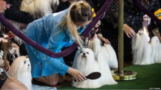 Westminster Dog Show