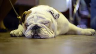 Westminster Dog Show
