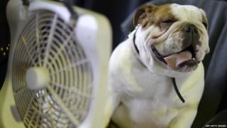 Westminster Dog Show